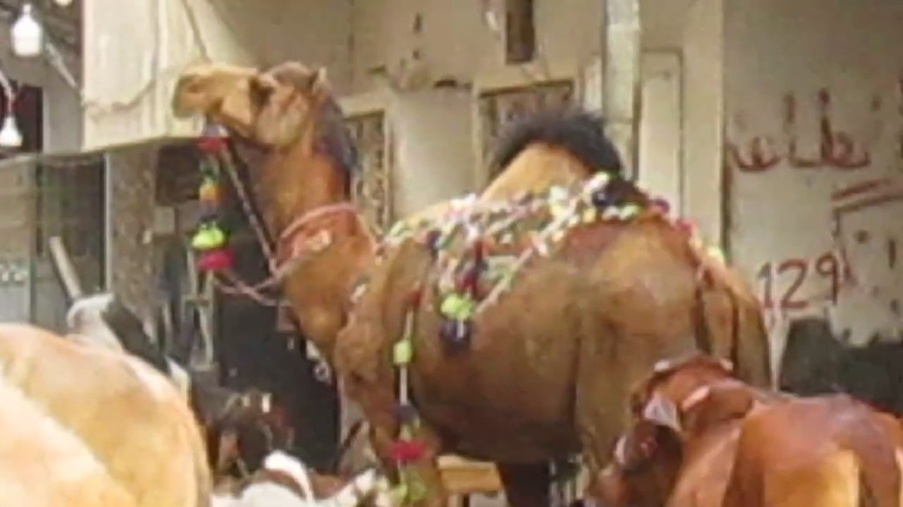 Hamara Bakra