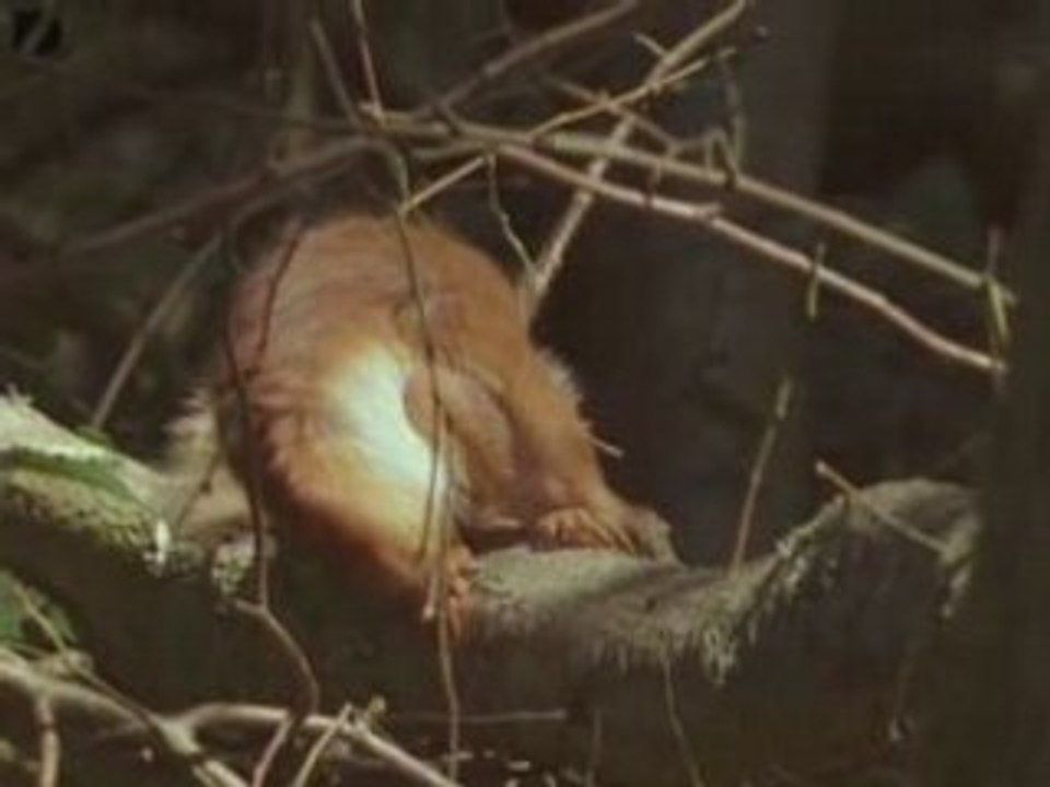 When Animals Fall Over