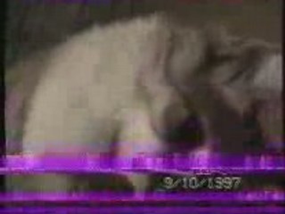 Mon bébé chat, Minette