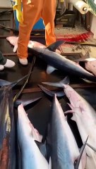 Pescadores jogam fora tubarões-anequim