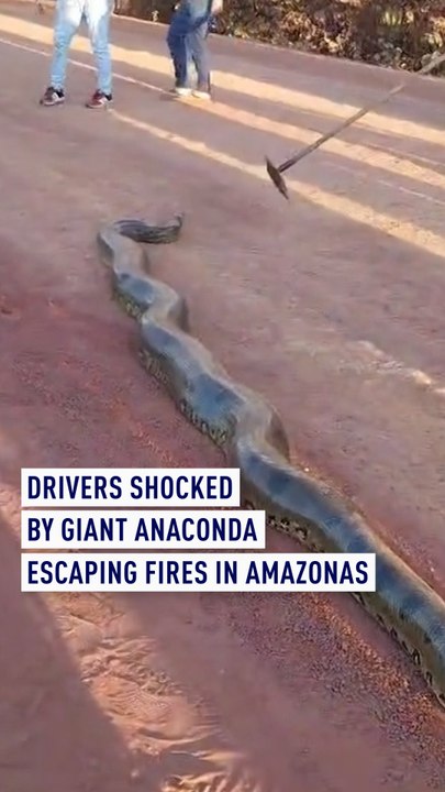 Drivers shocked by giant anaconda escaping fires in Amazonas