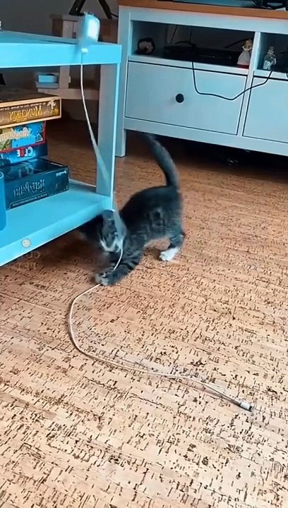 Kucing lucu
