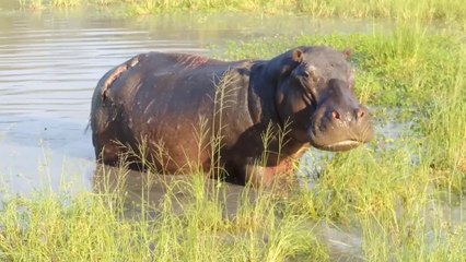 Funny Incident Caugut on Camra