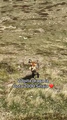 Hikers Give Treat to Fox on Mountain