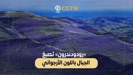 «رودودندرون» تصبغ الجبال باللون الأرجواني