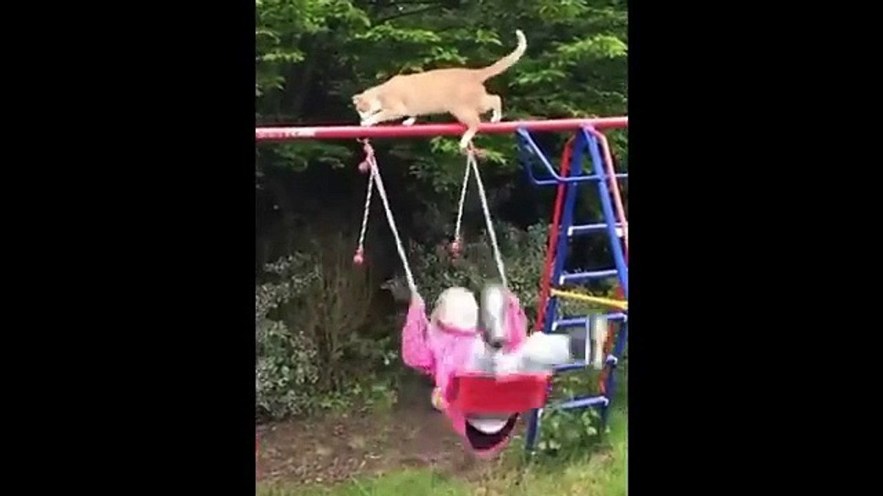 New Funny Animals  Funniest Cats and Dogs Videos