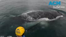 Humpback whale finally free after 9 days entangled