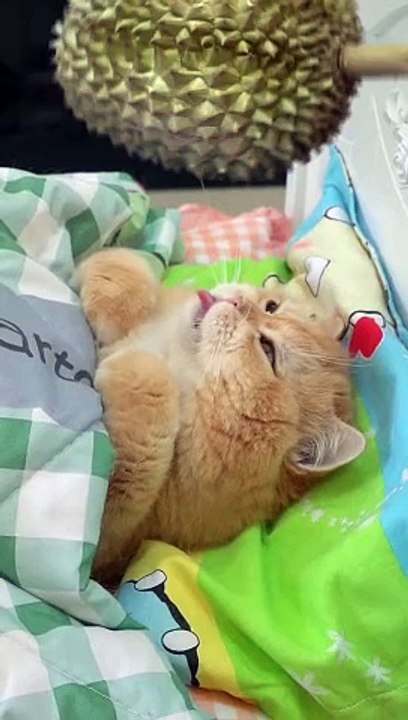 Funy video cats and giral #viral #shorts