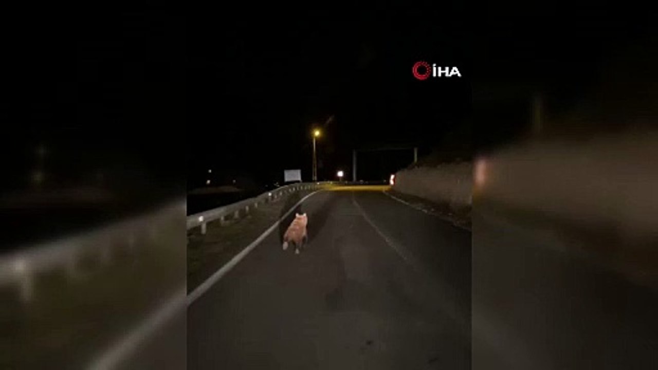 Yola inen bozayı görüntülendi