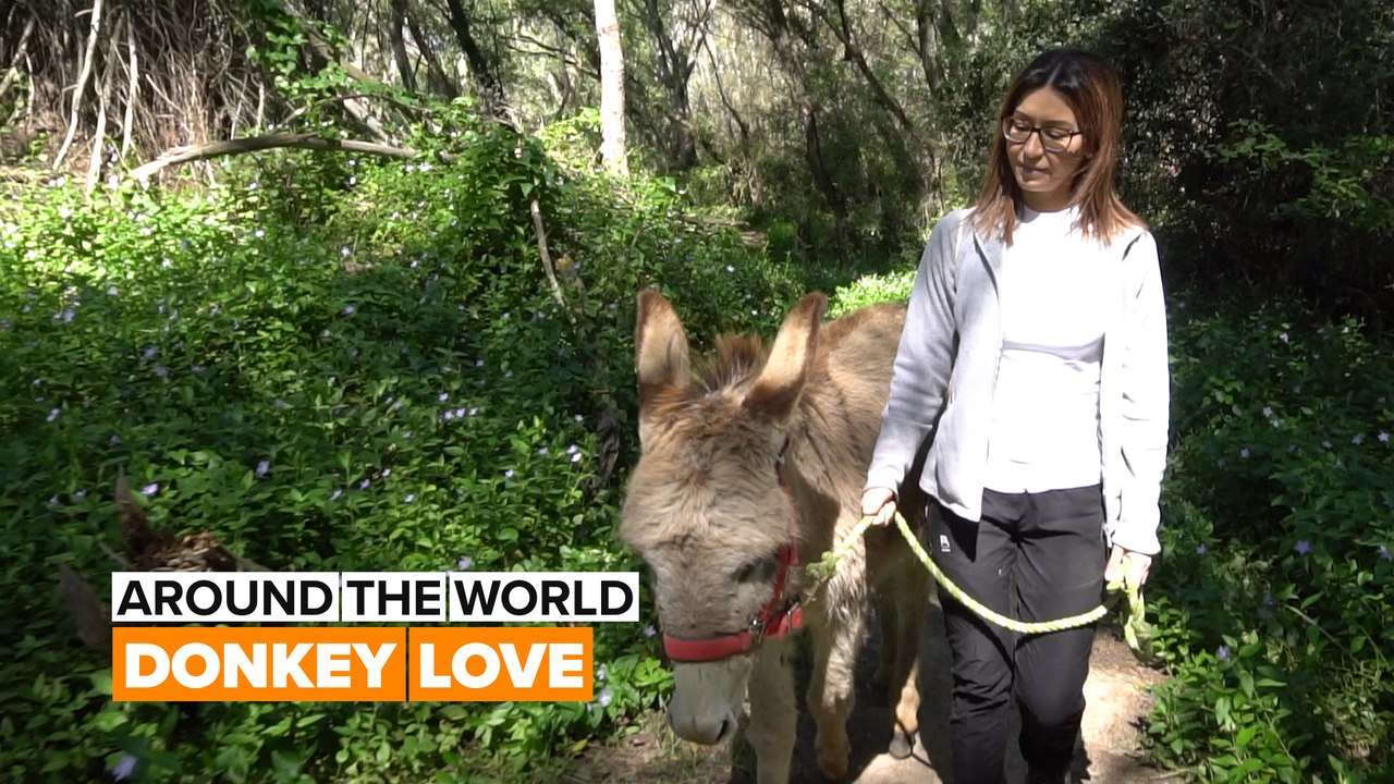Around the world: Not your average donkey farm