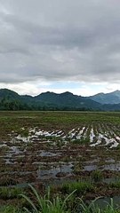 Pemandangan desa kampung halaman
