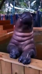 Furry Fun: Hilarious Animal Antics Play In The Water