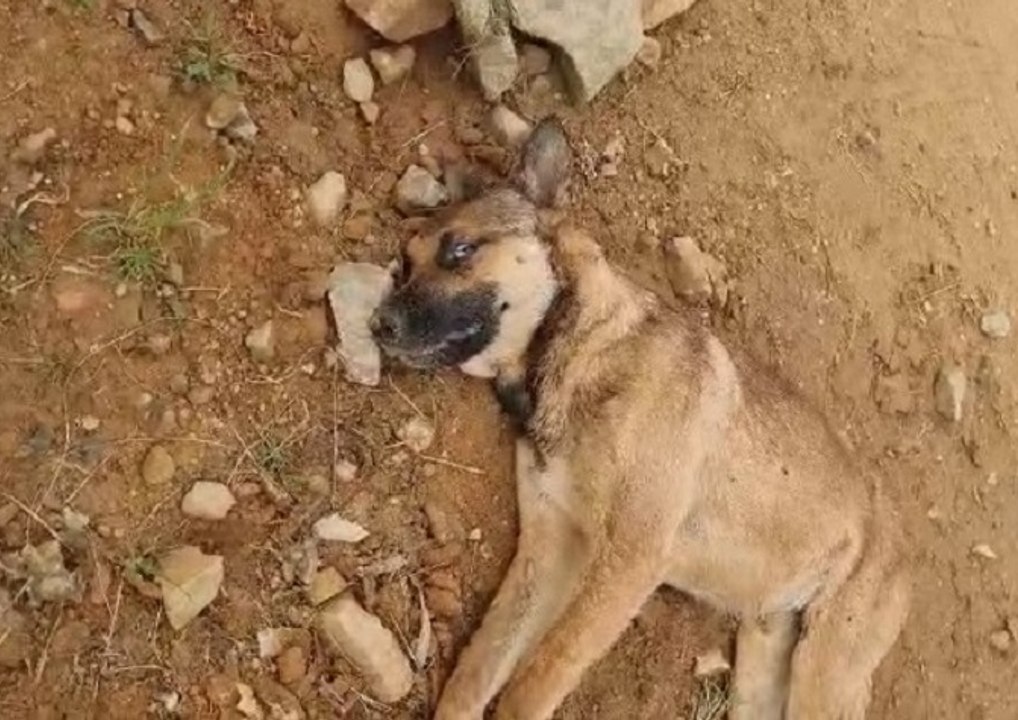 Protetora animal de Barra Velha denuncia: estão adotando cães para violação sexual