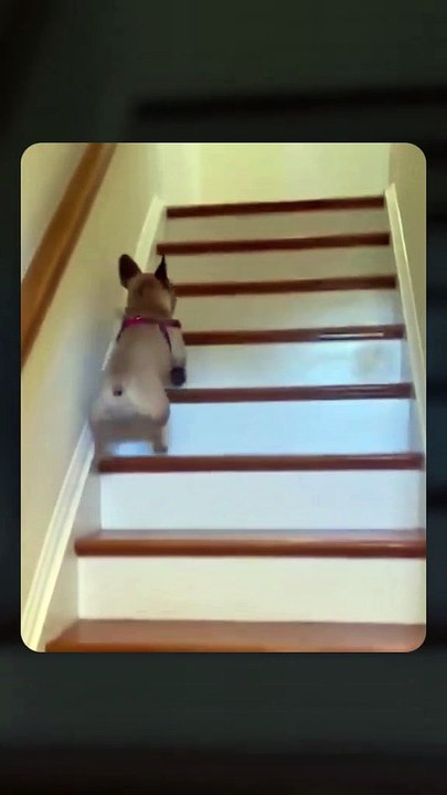 Funny Animals Video