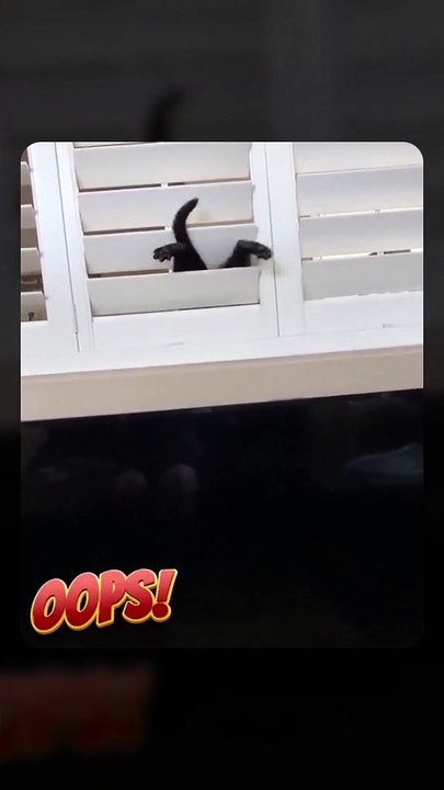 Funny Animals Video