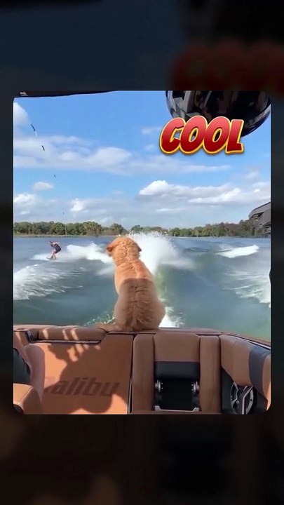 Funny Animals Video