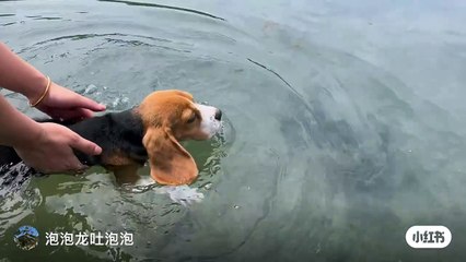 The dog is trying to swim in the water