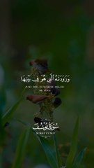 HlloQuran and Beautyfull bird vedio