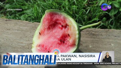 Mga pananim na pakwan, nasisira dahil sa labis na ulan | Balitanghali