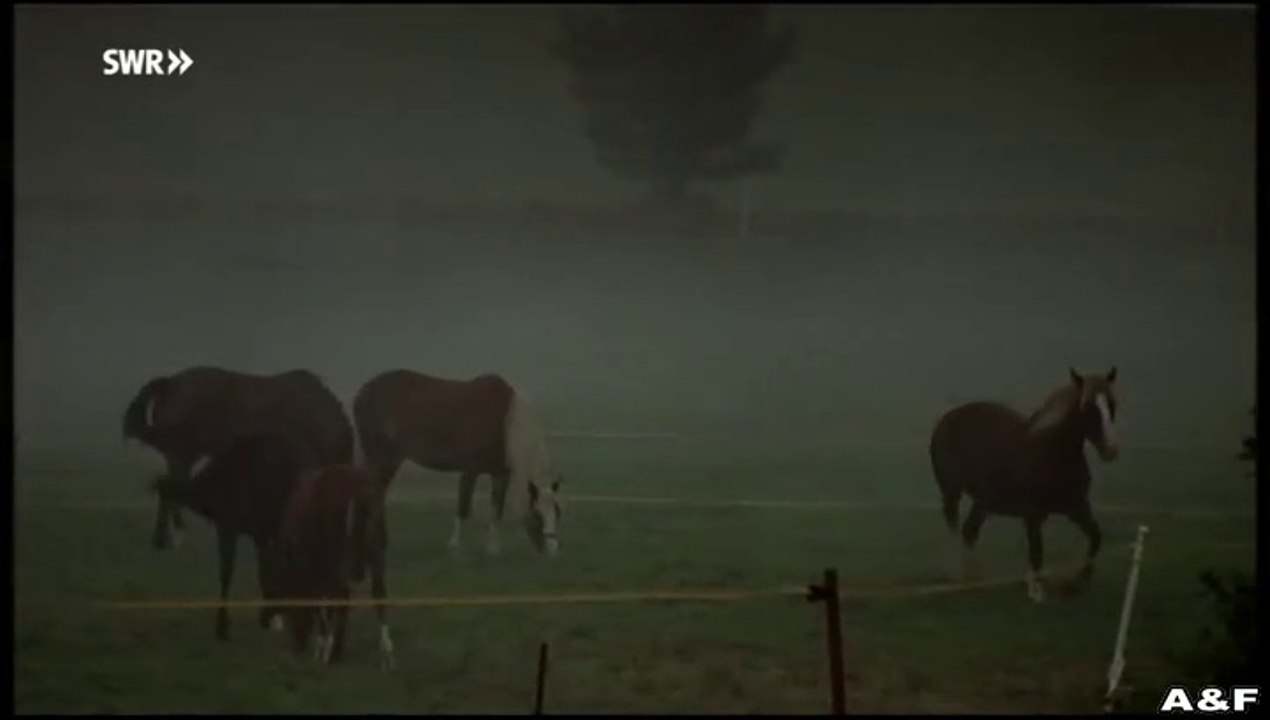 Die Kinder meiner Braut