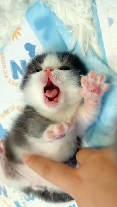 Beautiful little smallest kitty 