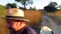 6 Lion Encounters That Will Give You Chills