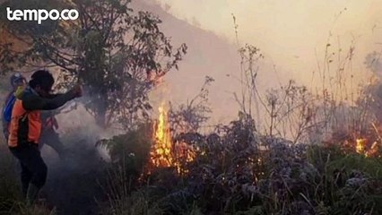 Kebakaran 50 Ha Lahan di Bromo, BNPB: Api Menyebar Cepat di Hutan Kering