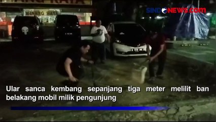 Heboh! Ular Sanca Kembang Melilit Mobil Pengunjung di Parkiran PRJ Kemayoran
