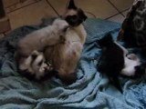 Les chatons de Papillon qui s'amusent a se battre à 1 mois