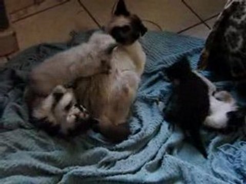 Les chatons de Papillon qui s'amusent a se battre à 1 mois