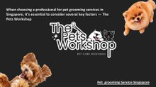 When choosing a professional for pet grooming services in Singapore, it’s essential to consider several key factors — The Pets Workshop