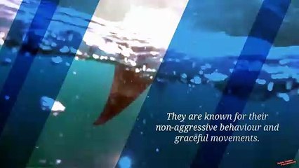 How Safe Is Manta Ray Night Snorkeling In Kona