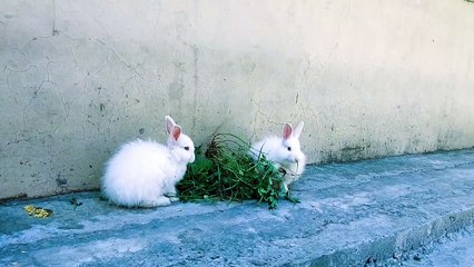 These two Rabbits are having fun