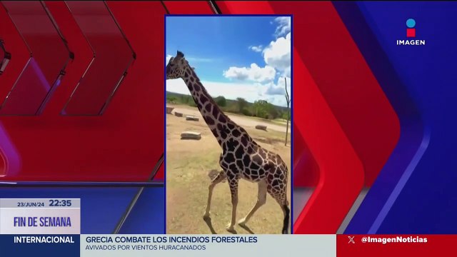 La jirafa Benito cumplió cinco meses de su traslado desde Chihuahua a Africam Safari