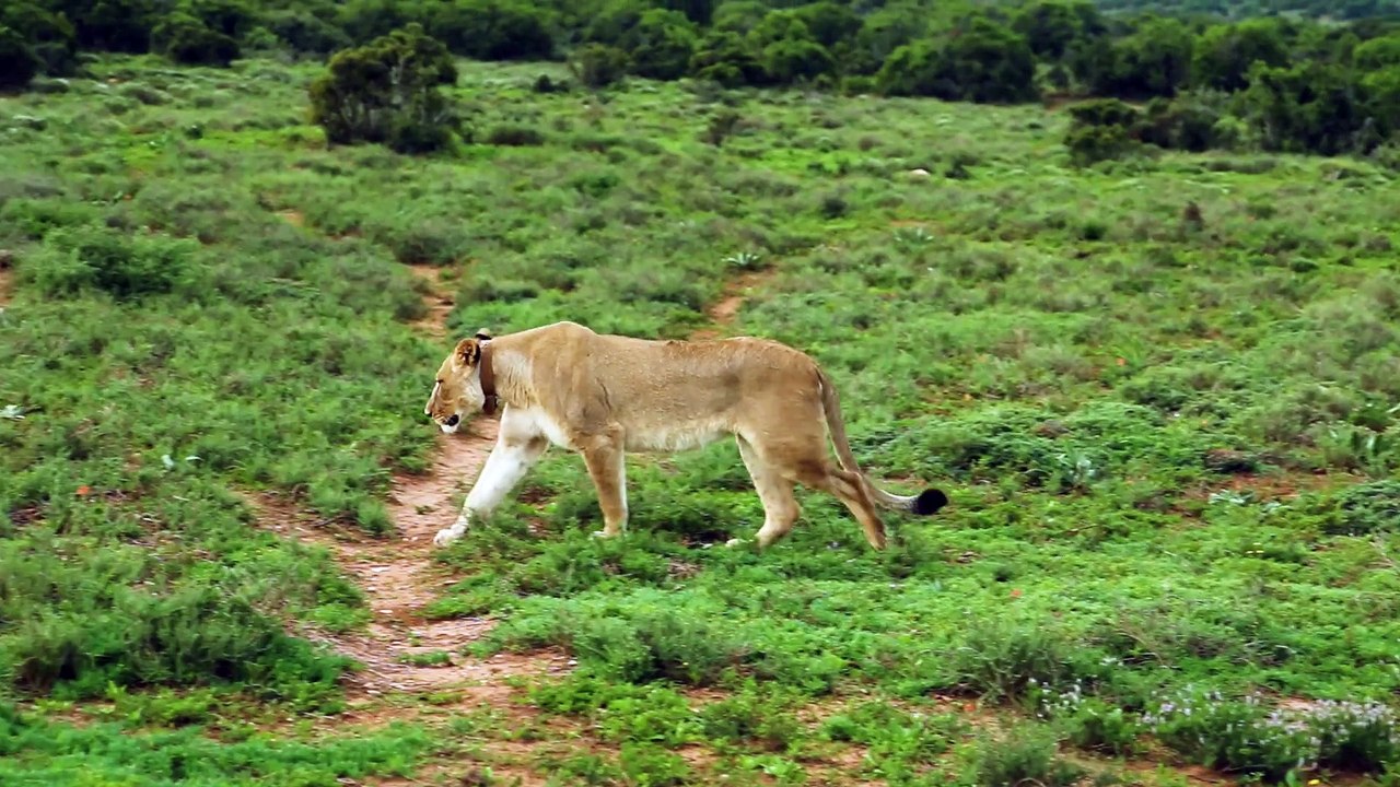  omg I am Afraid of lion ll Fun media