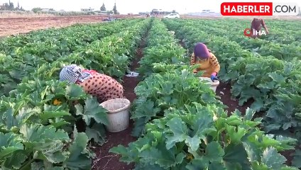 Hasadı başlayan kabak tarlada 12 TL'ye satılıyor