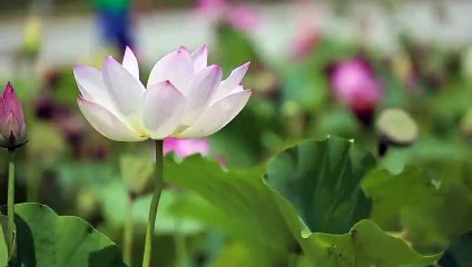 Hazrat Adam ala salam k wakiya