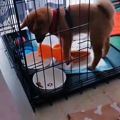 Sharing and Caring for toys as well.