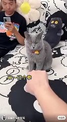 Daily motion funny cats and dogs funny