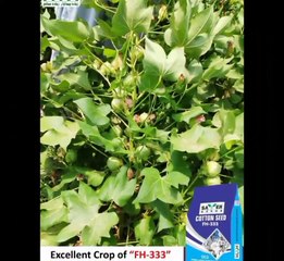 Excellent crop of "FH-333" at MNGI BANGLA.