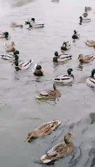Graceful Ducks in Motion on Water