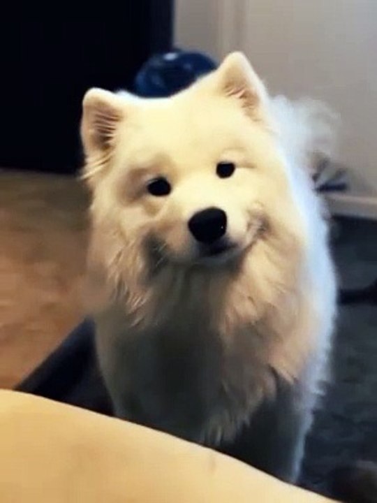 cutest Dogs 