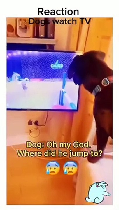 dog reaction