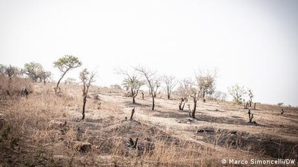 Malian green entrepreneur fights desertification