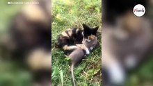 Frau adoptiert eine Katze, um die Wasserratten zu fangen: Im Garten kommt es, wie es kommen sollte