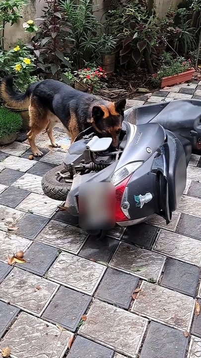 German Shepherd Sniffing for snake