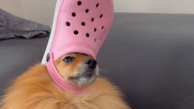 'Queen of Crocs!' - Silly dog stylishly uses human's pink Croc as a hat