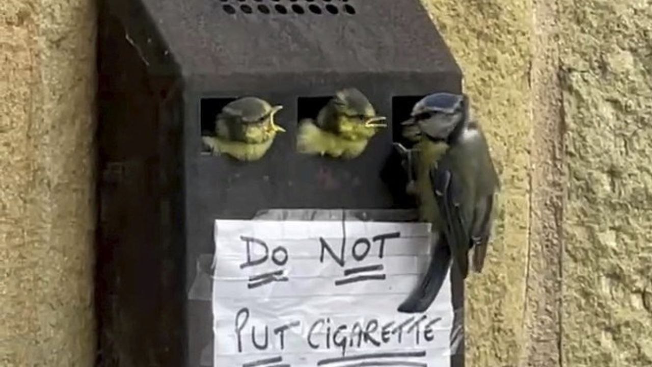 Die entzückende blaumeisenfamilie zieht ins rathaus bin ein