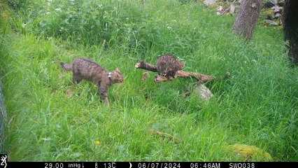 Endangered Scottish wildcat kittens born in the wild