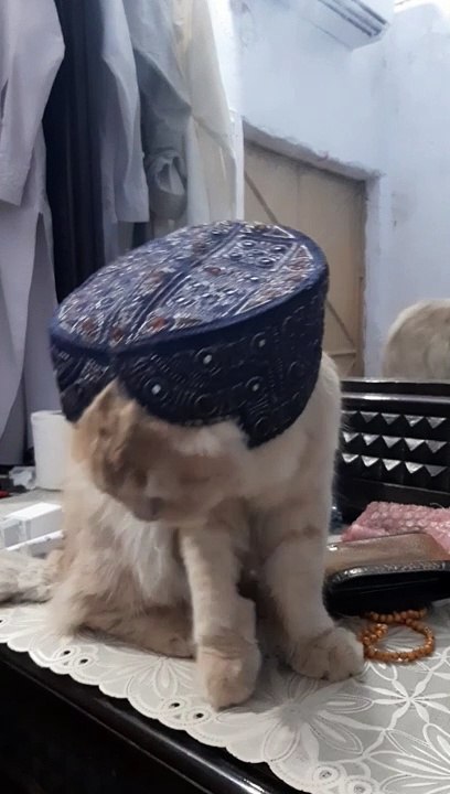 Cat wear hat